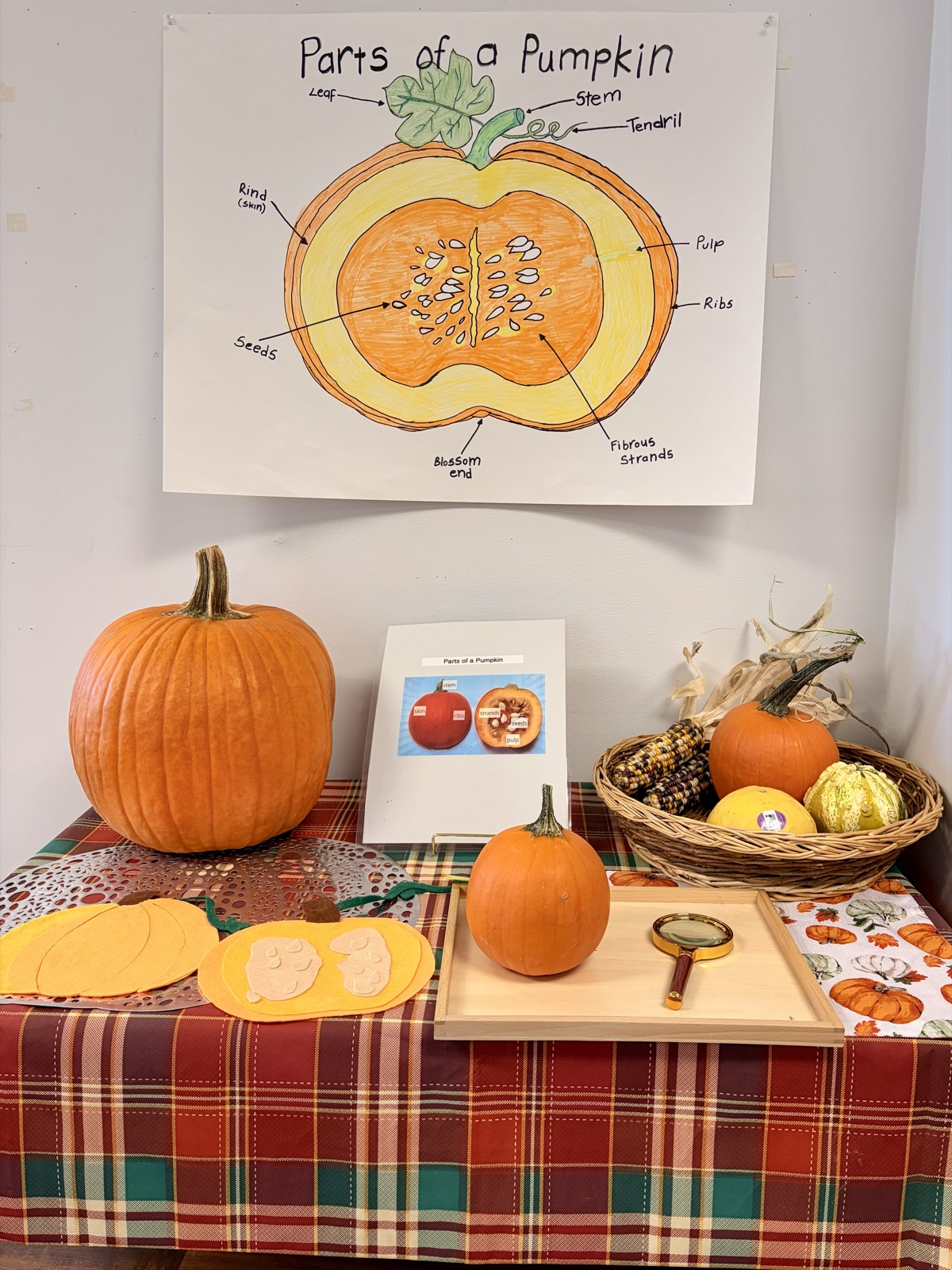 Parts of a Pumpkin, a seasonal cultural studies display